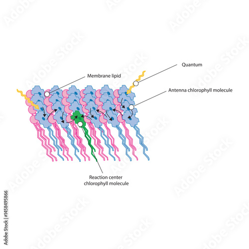 Plant membrane chlorophyll molecules light-harvesting complex diagram – simple schematic illustration of antenna and reaction center energy transfer in photosynthesis