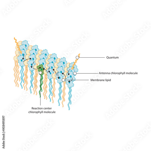Plant membrane chlorophyll molecules light-harvesting complex diagram – simple schematic illustration of antenna and reaction center energy transfer in photosynthesis