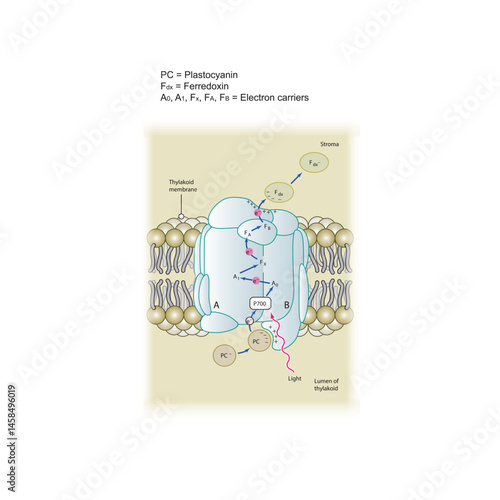 Reaction center of photosystem I diagram. Simple schematic illustration of biochemical electron transfer process via light, plastocyanin and ferredoxin.