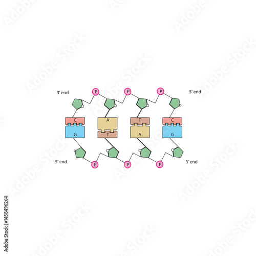 DNA base pairing diagram. Simple schematic vector illustration showing DNA double helix structure, complementary nucleotide pairs (A-T, G-C), sugar-phosphate backbone, and 5' to 3' directionality.