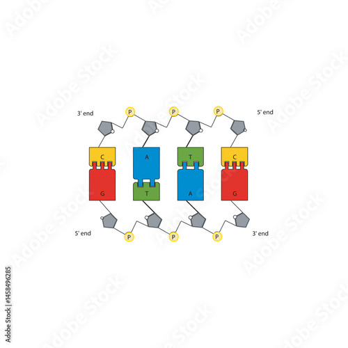 DNA base pairing diagram. Simple schematic vector illustration showing DNA double helix structure, complementary nucleotide pairs (A-T, G-C), sugar-phosphate backbone, and 5' to 3' directionality.
