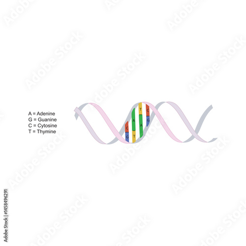 DNA double helix vector illustration. Simple schematic representation of deoxyribonucleic acid with labeled base pairs (A-T, G-C), spiral structure, and molecular bonds.