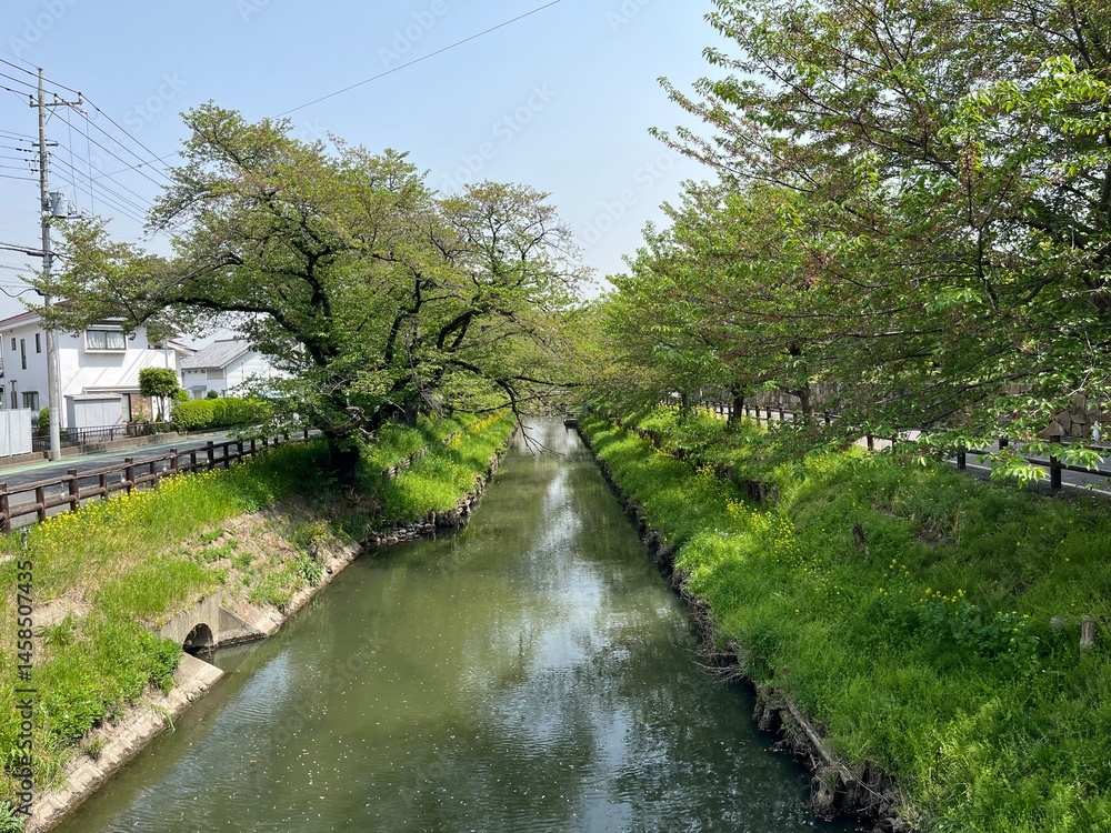 Fototapeta premium 川越の川