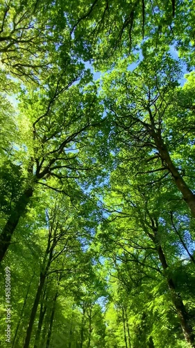 Slow dolly though cathedral of trees idyllic oak forest foliage