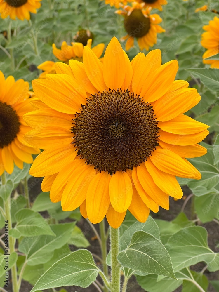 Fototapeta premium Sunflower in The Garden