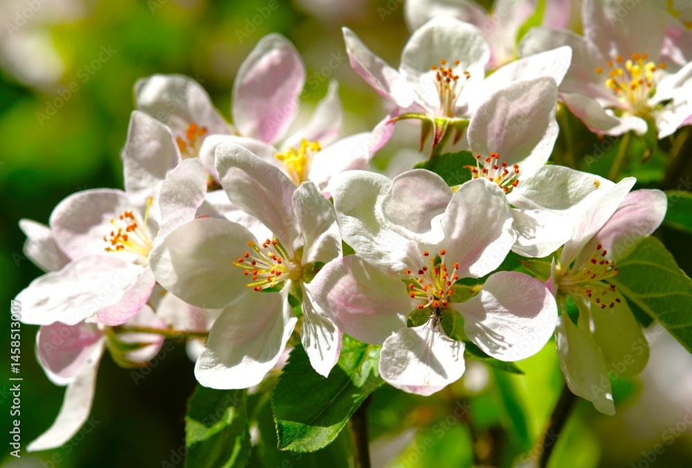 Fototapeta premium Apple blossom in spring, close-up. Natural background.