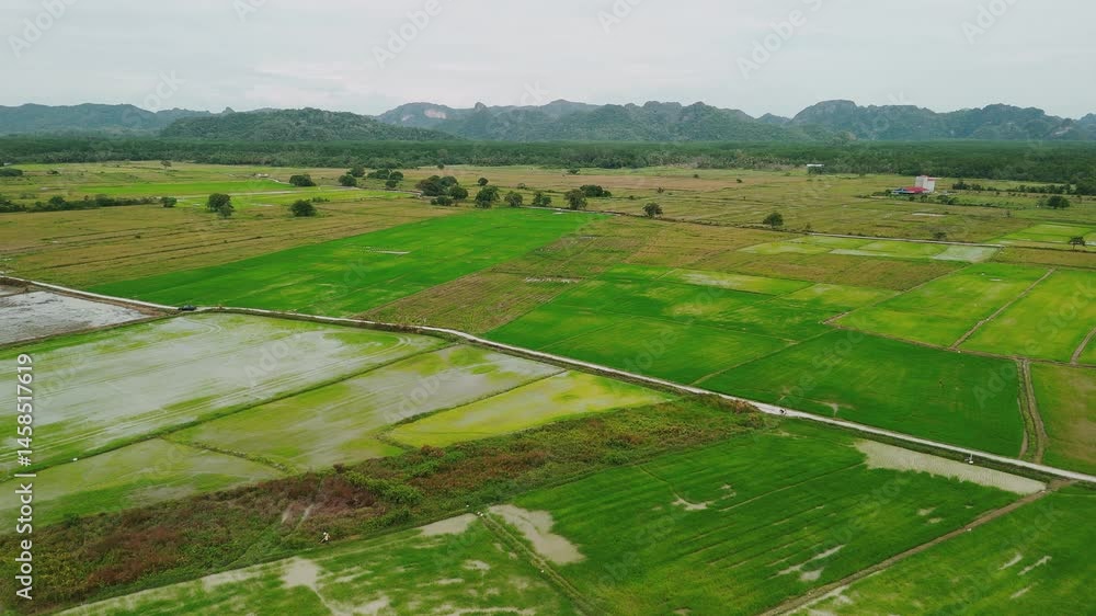 Lush paddy fields spreading across langkawi revealing multiple rice growth stages, verdant agricultural landscape framed by dramatic mountain silhouettes Lush paddy fields spreading across langkawi revealing multiple rice growth stages, verdant agricultural landscape framed by dramatic mountain silhouettes