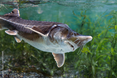 Siberian sturgeon (Acipenser baerii) portrait of a large sturgeon in its natural habitat.