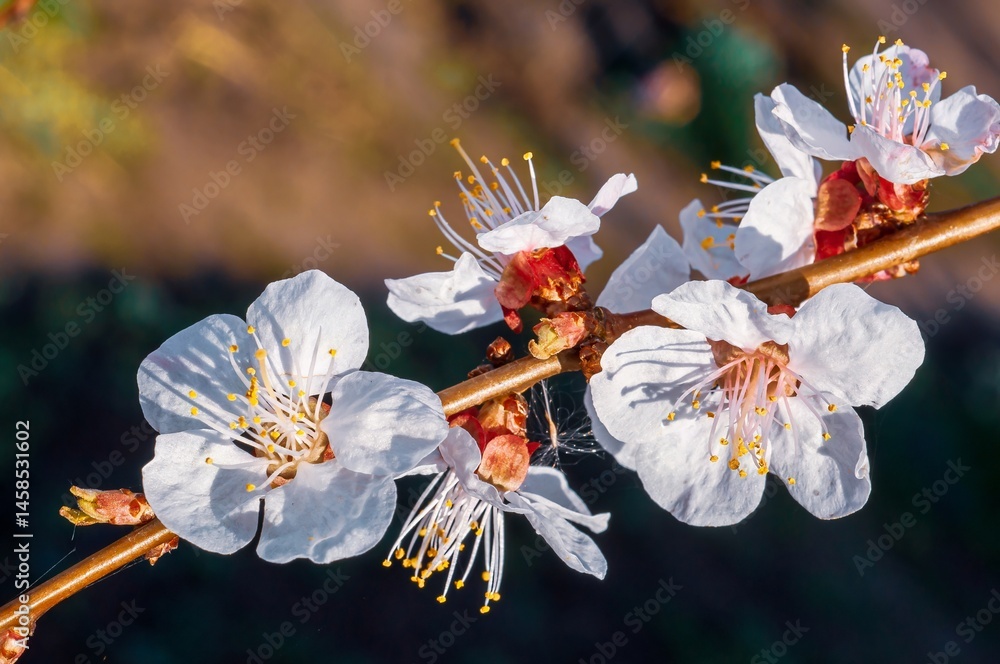 Close-up of delicate white apricot blossoms on a branch, bathed in sunlight, orchard in spring