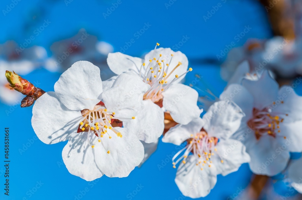 Close-up view of delicate white apricot blossoms against a vibrant blue sky