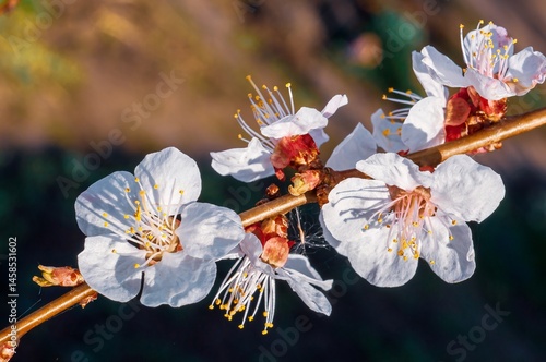 Obraz na płótnie Close-up of delicate white apricot blossoms on a branch, bathed in sunlight, orchard in spring w salonie