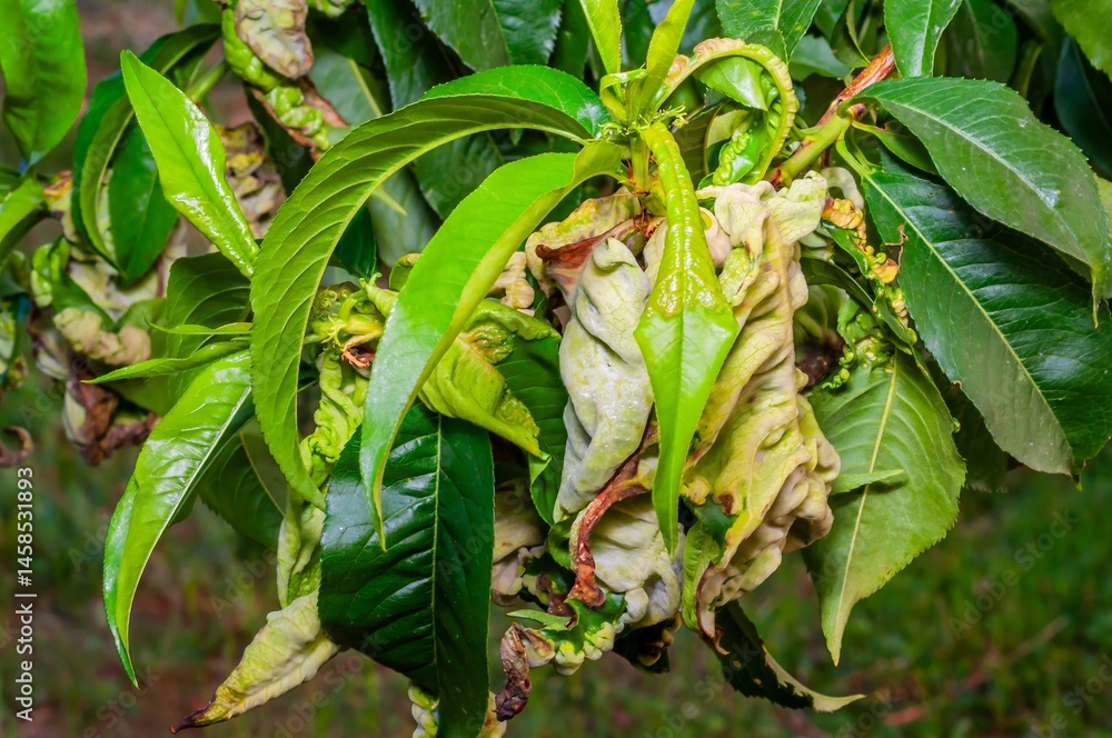 Peach leaf curl disease affecting a peach tree, showing distorted and reddened leaves