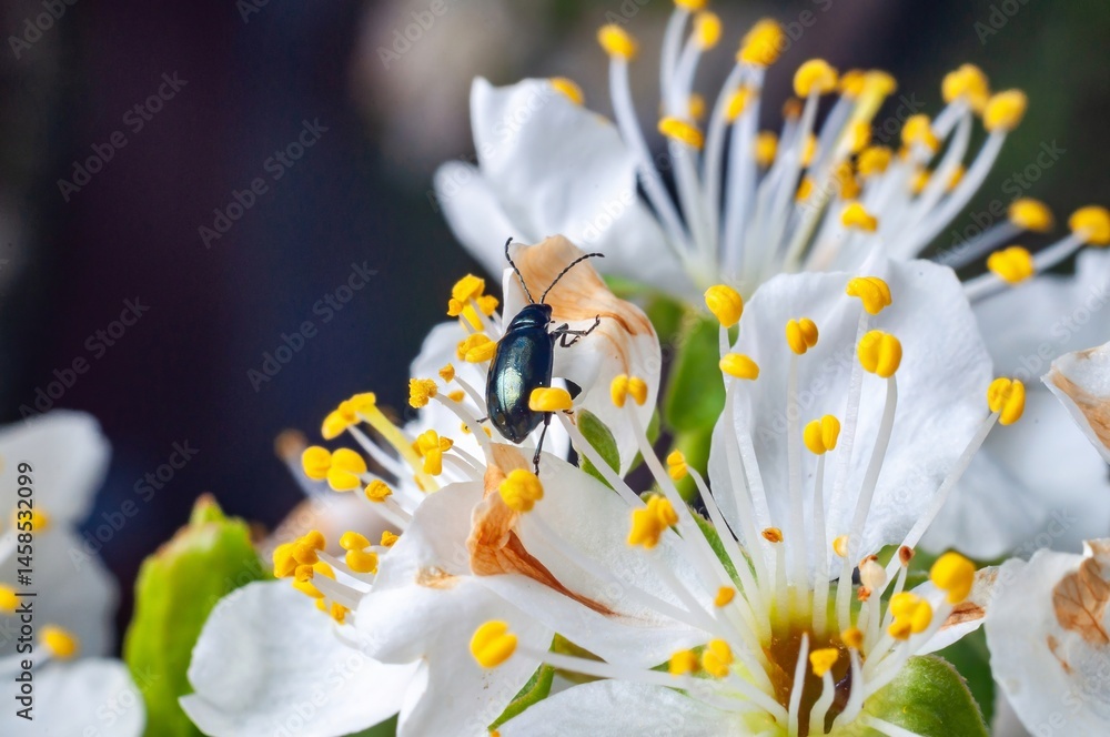 A vibrant beetle crawls on a plum blossom, amidst delicate white petals and yellow stamens.