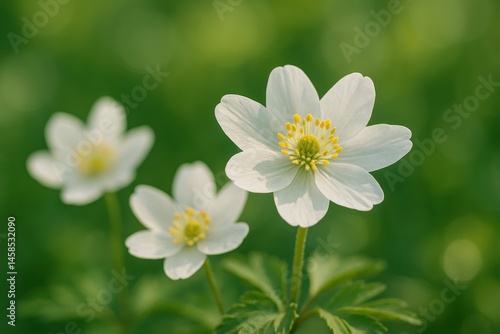 Beautiful White Anemone Flowers in Soft Focus Green Background