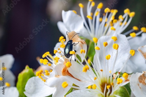 Obraz na płótnie A vibrant beetle crawls on a plum blossom, amidst delicate white petals and yellow stamens. w salonie
