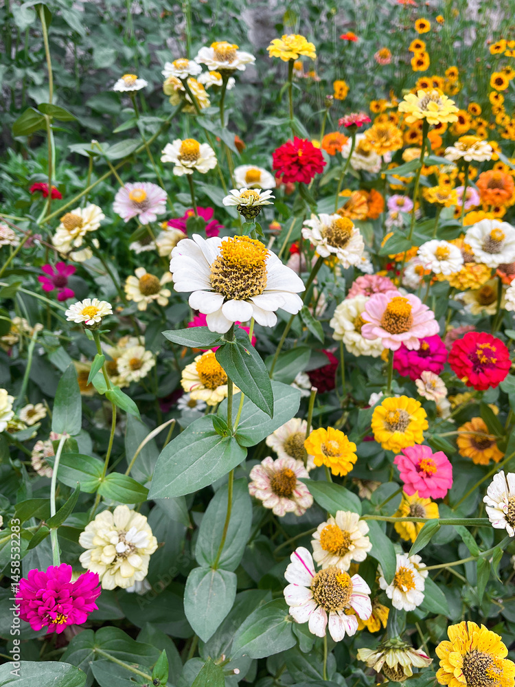Obraz premium Zinnia flowers in a garden. Backyard garden with blooming flowers during summer season