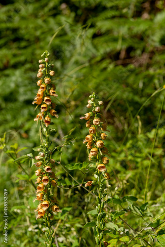 Flowering plant (Digitalis laevigata) close-up in natural habitat