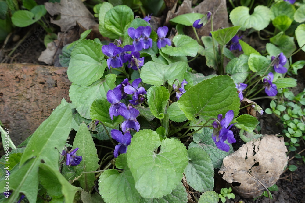 Close view of purple flowers of dog violet in mid April