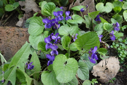 Obraz na płótnie Close view of purple flowers of dog violet in mid April w salonie