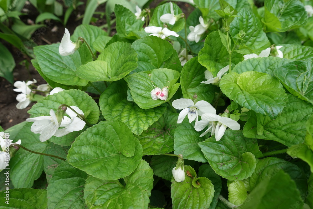 Close view of white flowers of Viola sororia in May