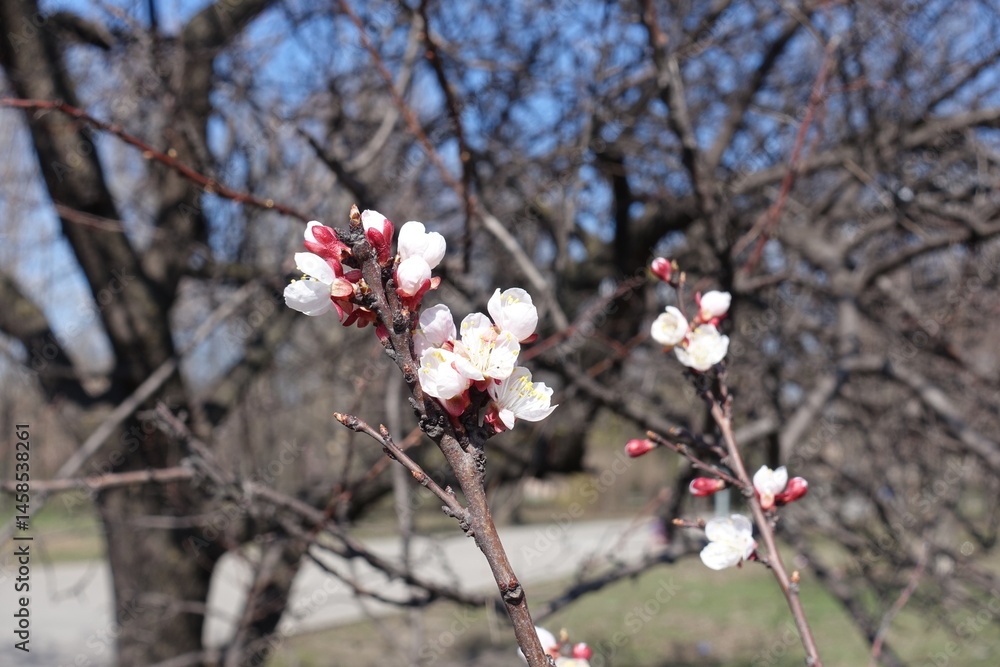 Few white flowers and buds of apricot tree in March