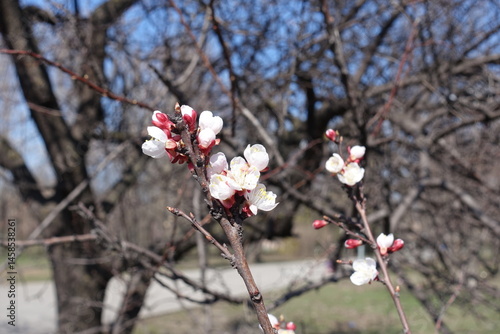 Obraz na płótnie Few white flowers and buds of apricot tree in March w salonie