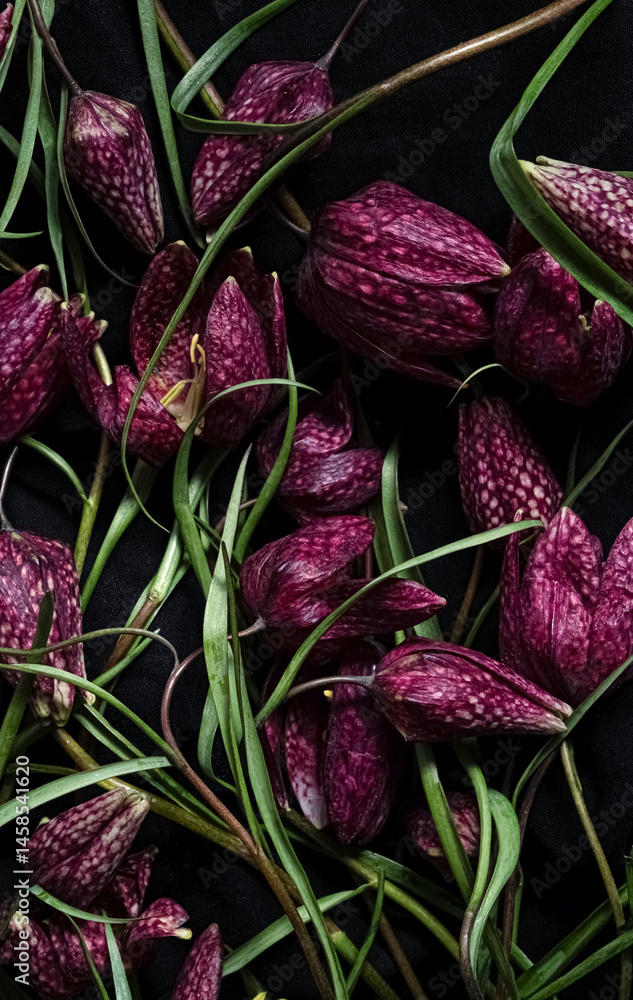 Close up fritillaria meleagris, hazel grouse flowers on a black background. Extreme flower close-up. floral motifs, full frame. Top view Close up fritillaria meleagris, hazel grouse flowers on a black background. Extreme flower close-up. floral motifs, full frame. Top view