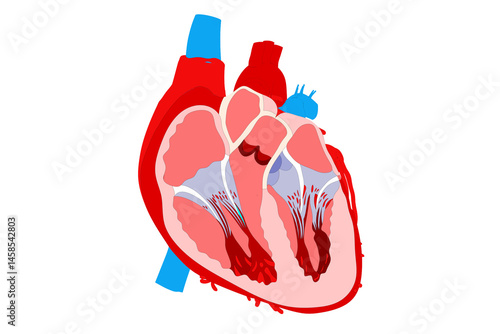 Fotografie Medical Graphic of the Human Heart's Internal Structure for Learning and Present