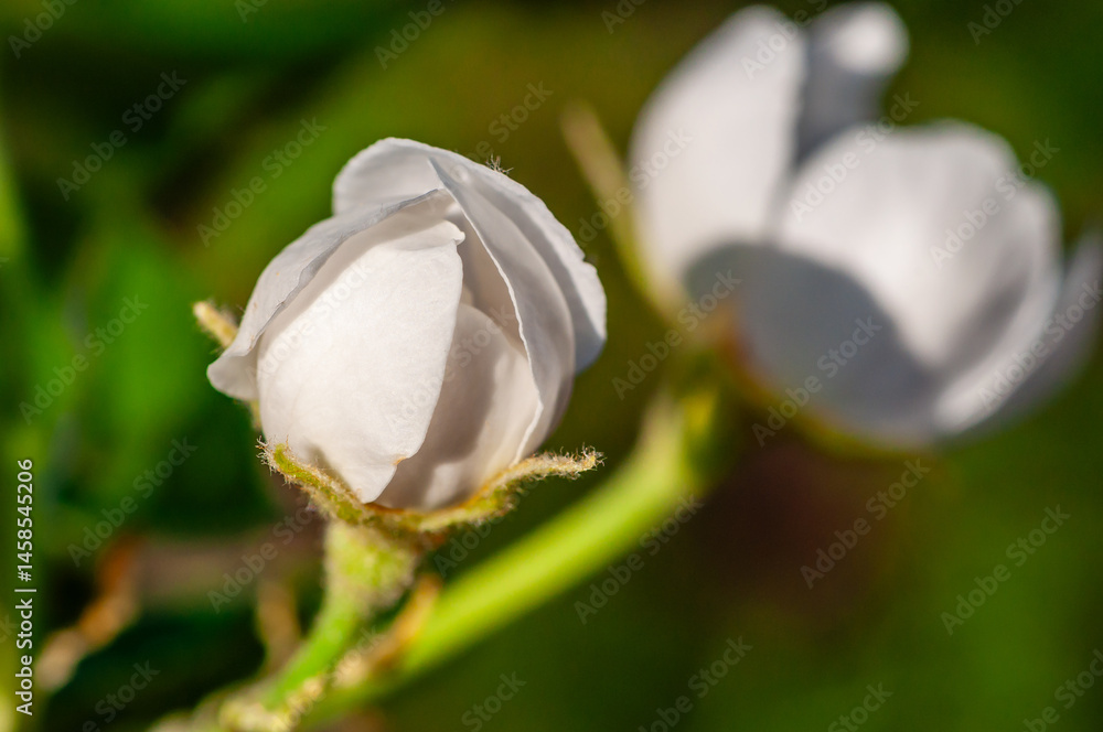 Serene white blossom with vibrant details, captured with soft focus and lush background tones.
