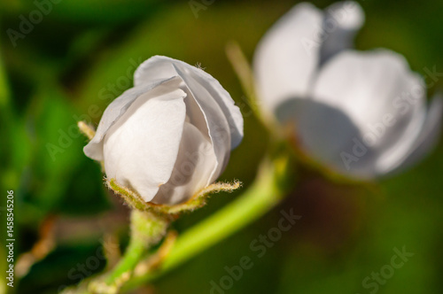 Obraz na płótnie Serene white blossom with vibrant details, captured with soft focus and lush background tones. w salonie
