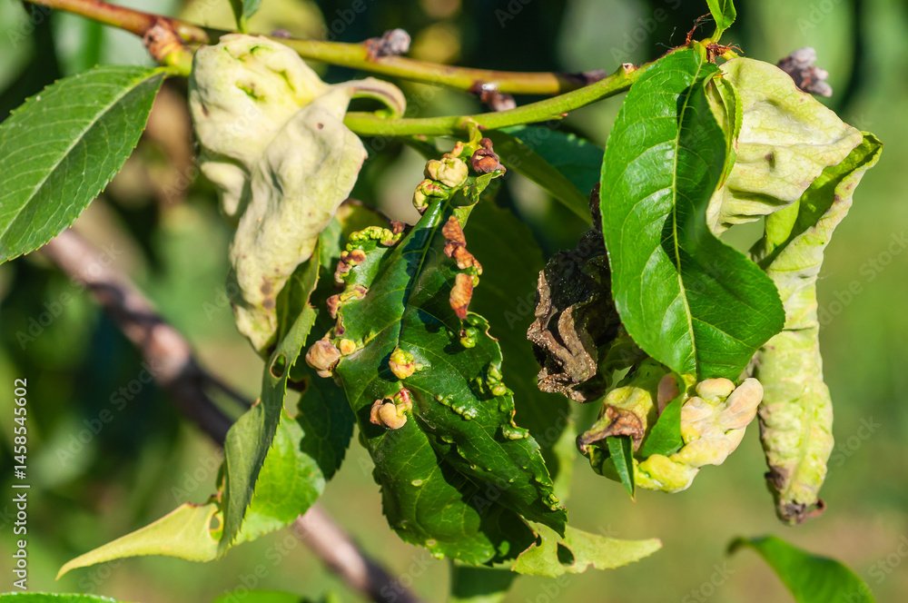 Close-up of peach leaves affected by leaf curl disease, showing thickened and reddish edges.