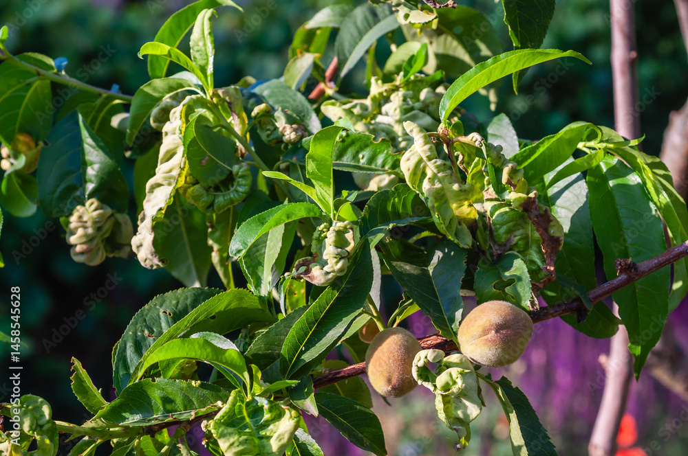 Soft focus captures deformed peach leaves with leaf curl symptoms and small developing peaches.