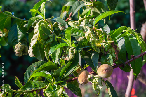 Obraz na płótnie Soft focus captures deformed peach leaves with leaf curl symptoms and small developing peaches. w salonie