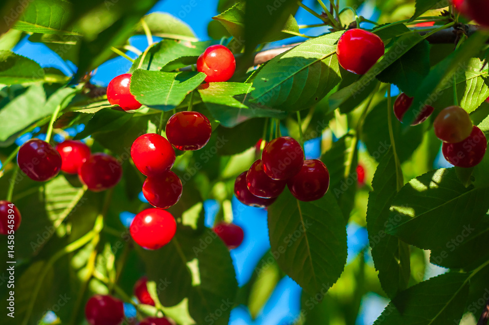 Bright red cherries ripen on the tree, their glossy skin reflecting sunlight against a soft green bokeh.
