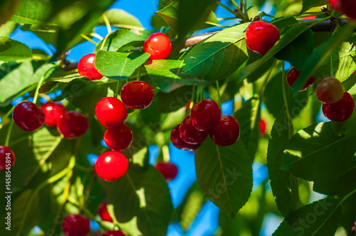Obraz na płótnie Bright red cherries ripen on the tree, their glossy skin reflecting sunlight against a soft green bokeh. w salonie