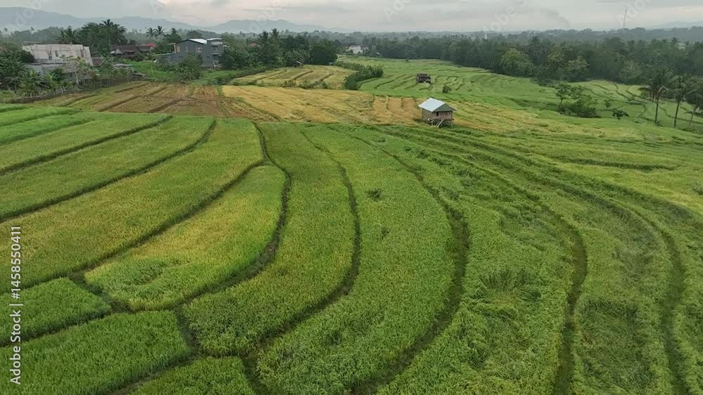 Aerial view of terraced rice fields with rice that looks yellow and ready to be harvested with a farmer's house and a small lake in the middle. Aerial view of terraced rice fields with rice that looks yellow and ready to be harvested with a farmer's house and a small lake in the middle.