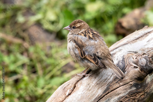 Moineau domestique sur une branche d'arbre, vu de dos et tête de profil