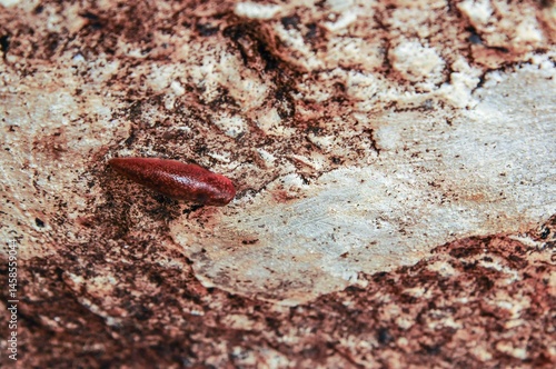 An intriguing textural surface, featuring a striking contrast of colors and natural details.