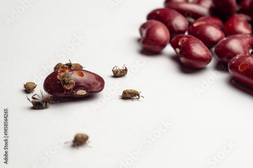 Obraz na płótnie Close-up showing bean weevils infesting kidney beans, highlighting issues of pest damage and food contamination. w salonie