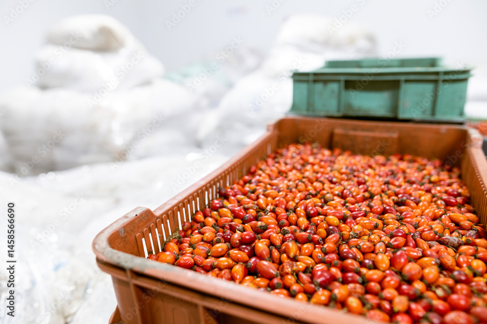 Close-up of shock-frozen rosehip fruits with a thin ice coating. Are prepared for retail packaging to ensure extended shelf life in supermarkets and maintain perishable harvest quality.