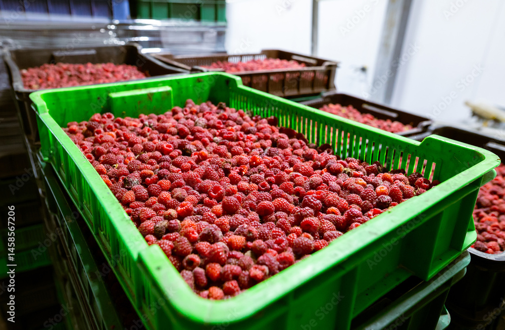 Close-up of shock-frozen raspberries in clear plastic containers for preserved quality. Prepared for packaging to ensure extended shelf life for retail and preserve perishable harvests.