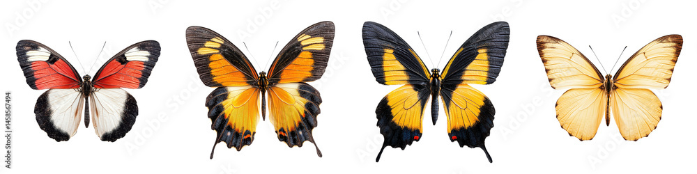 Diverse collection of colorful butterflies in natural environment Diverse collection of colorful butterflies in natural environment