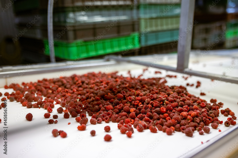 Ripe sweet raspberry fruits move along the conveyor belt towards the screw press. The process of making berry jam.