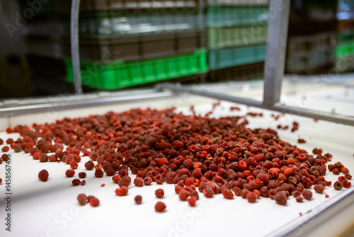 Obraz na płótnie Ripe sweet raspberry fruits move along the conveyor belt towards the screw press. The process of making berry jam. w salonie