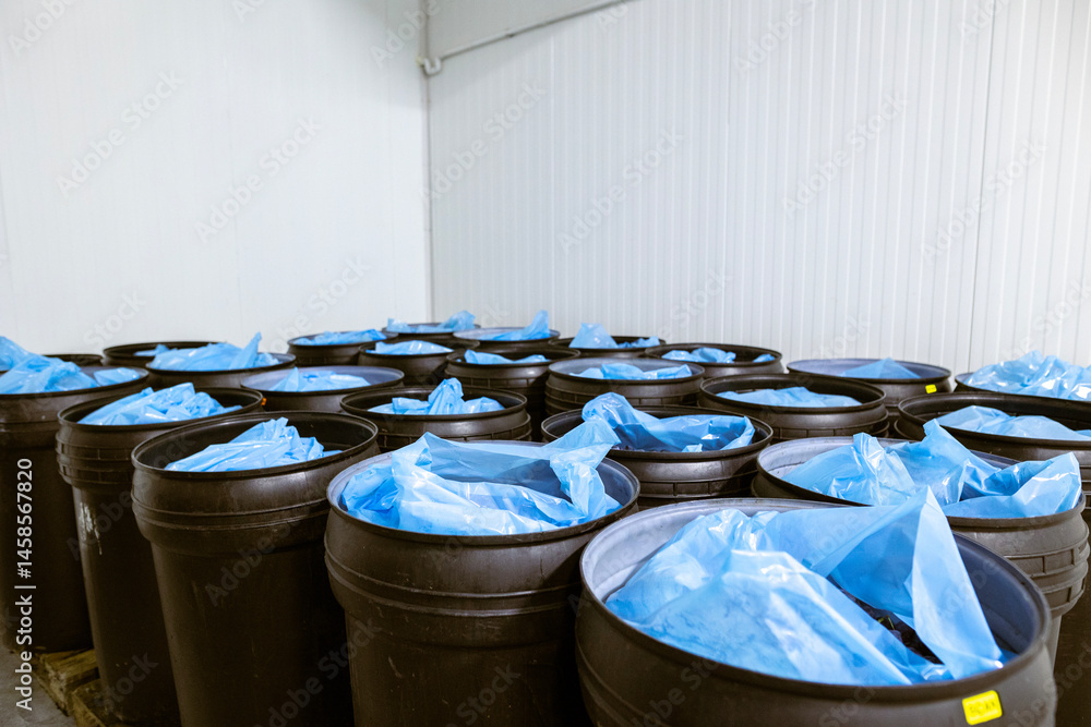 Freshly harvested plums in deep black plastic barrels inside a refrigerated chamber at the warehouse for sorting, processing, and storage.