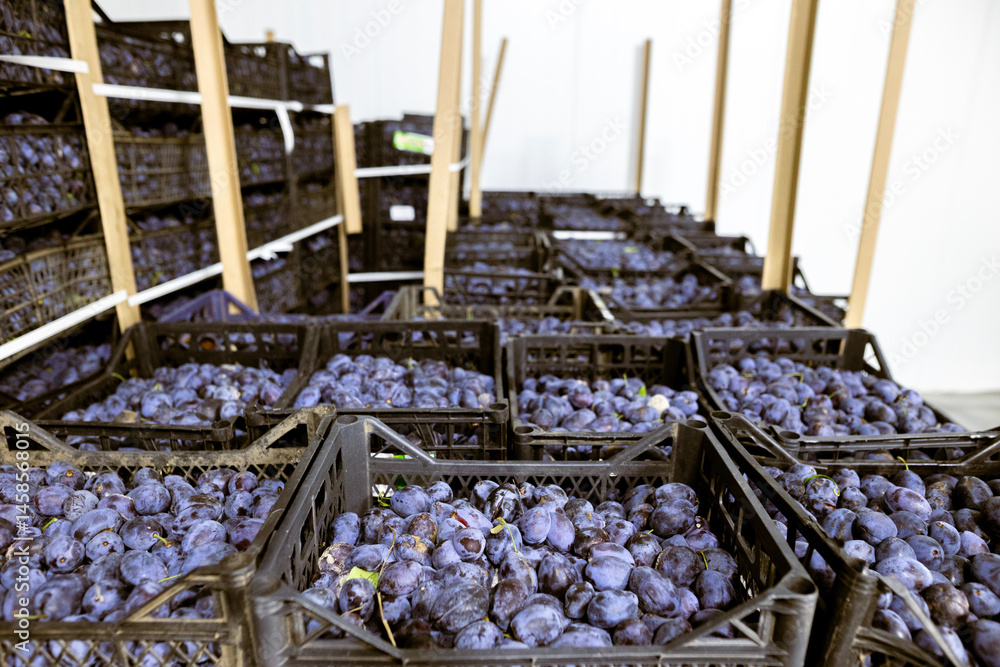 A load of freshly harvested plums in shallow black plastic crates inside a refrigerated chamber at the warehouse for sorting, processing, and storage.