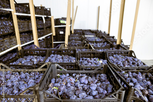 Obraz na płótnie A load of freshly harvested plums in shallow black plastic crates inside a refrigerated chamber at the warehouse for sorting, processing, and storage. w salonie