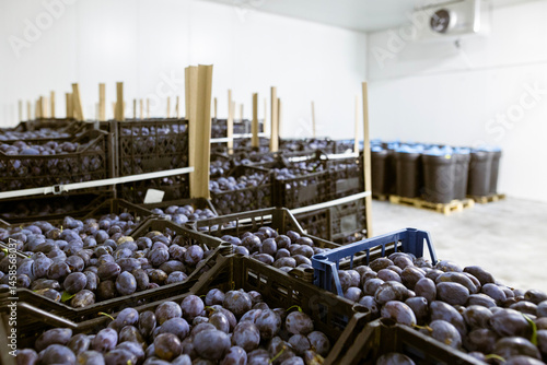 Obraz na płótnie A load of freshly harvested plums in shallow black plastic crates inside a refrigerated chamber at the warehouse for sorting, processing, and storage. w salonie