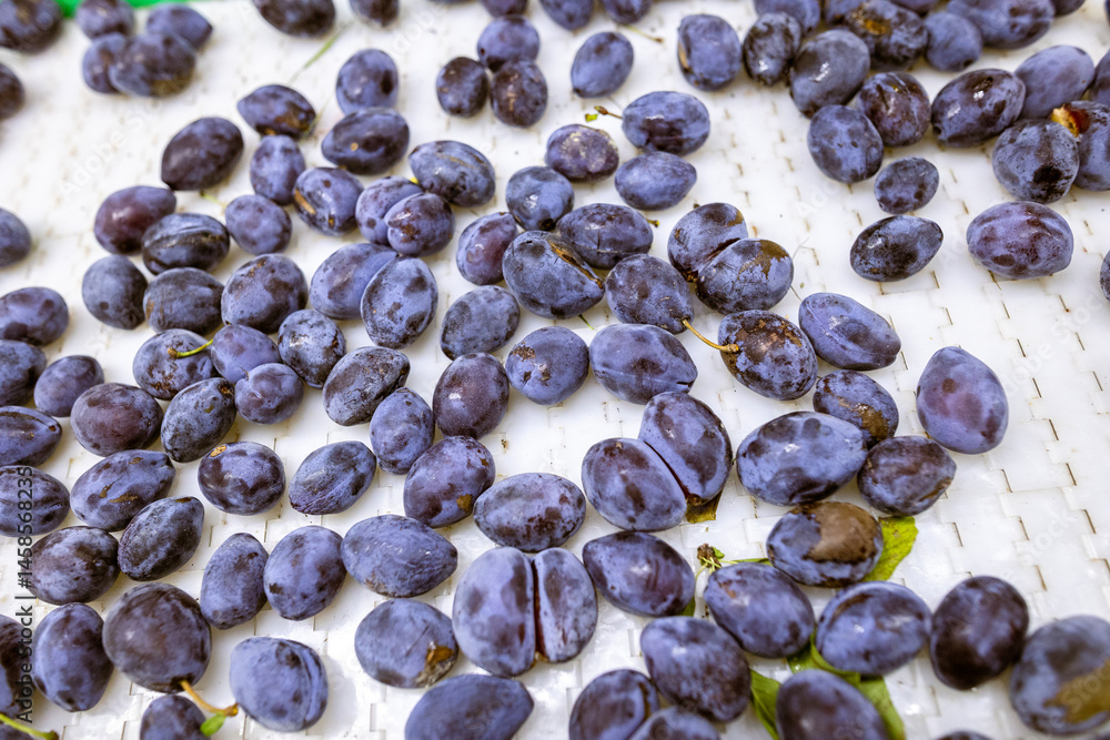 A load of freshly harvested plums on a white plastic sorting conveyor belt at the warehouse for sorting, processing, and storage.