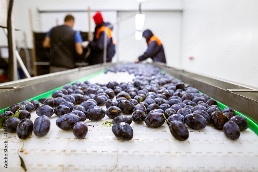Workers manually sort and inspect the freshly harvested plums on a white plastic sorting conveyor belt at the warehouse for sorting, processing, and storage.